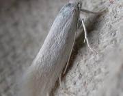 Attēlu rezultāti vaicājumam “Elachista argentella”