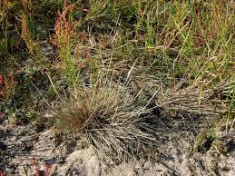 Attēlu rezultāti vaicājumam “Corynephorus canescens”