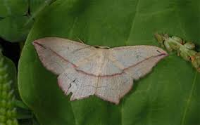 Attēlu rezultāti vaicājumam “Timandra comae”