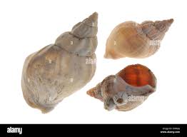 Image result for Buccinum undatum