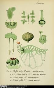 Attēlu rezultāti vaicājumam “Lemnaceae”