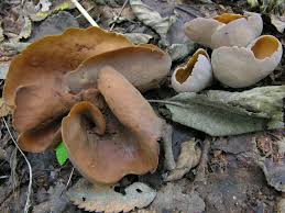 Attēlu rezultāti vaicājumam “Otidea bufonia”