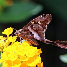 Attēlu rezultāti vaicājumam “Chionaspis salicis imago”