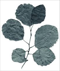 Attēlu rezultāti vaicājumam “Alnus glutinosa leaf”
