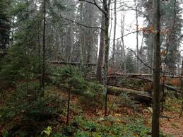 Attēlu rezultāti vaicājumam “Flaviporus citrinellus”