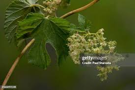 Attēlu rezultāti vaicājumam “Ulmus laevis fruit”