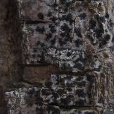 Attēlu rezultāti vaicājumam “Arthonia leucopellaea”