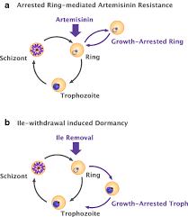 Attēlu rezultāti vaicājumam “Lycogala botrydium plasmodium”