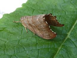 Attēlu rezultāti vaicājumam “Drepanidae”