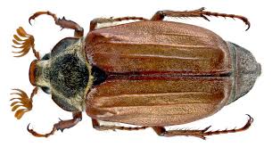 Attēlu rezultāti vaicājumam “Melolontha melolontha imago”