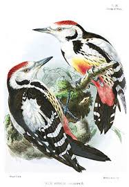 Attēlu rezultāti vaicājumam “Dendrocopos medius nest”