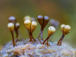 Attēlu rezultāti vaicājumam “Trichia crateriformis macro”