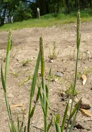 Attēlu rezultāti vaicājumam “Alopecurus aequalis”