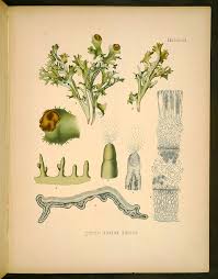 Attēlu rezultāti vaicājumam “Cetraria islandica”