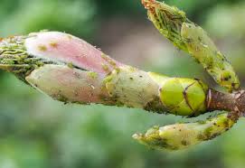 Attēlu rezultāti vaicājumam “Drepanosiphum platanoidis exuvia”