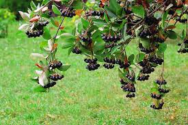 Attēlu rezultāti vaicājumam “Aronia melanocarpa”