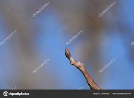 Attēlu rezultāti vaicājumam “Liriodendron tulipifera bud”