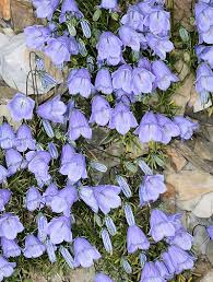Image result for Campanula moesiaca