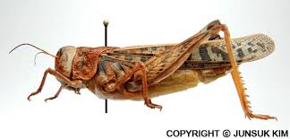 Attēlu rezultāti vaicājumam “Acrididae”