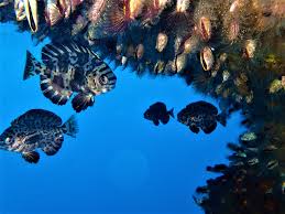 Image result for Schedophilus ovalis