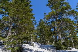 Attēlu rezultāti vaicājumam “Abies mariesii”