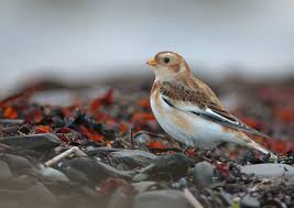 Attēlu rezultāti vaicājumam “Plectrophenax nivalis adult”
