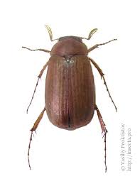 Attēlu rezultāti vaicājumam “Serica brunnea”