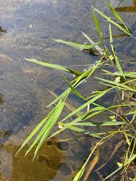 Attēlu rezultāti vaicājumam “Glyceria fluitans”