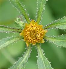 Attēlu rezultāti vaicājumam “Bidens frondosa flower”