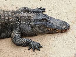 Image result for Alligator mississippiensis