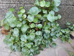 「銅錢草」的圖片搜尋結果