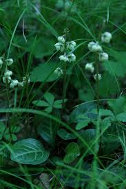 Attēlu rezultāti vaicājumam “Pyrola rotundifolia leaf”