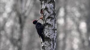 Attēlu rezultāti vaicājumam “Dryocopus martius nest”