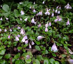 Attēlu rezultāti vaicājumam “Linnaea borealis”