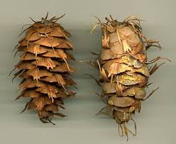 Attēlu rezultāti vaicājumam “Pseudotsuga menziesii var. glauca”