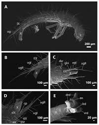 Attēlu rezultāti vaicājumam “Sepedophilus sp.”