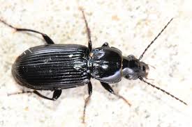 Attēlu rezultāti vaicājumam “Pterostichus aterrimus”