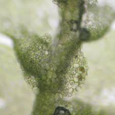 Attēlu rezultāti vaicājumam “Lejeunea cavifolia”