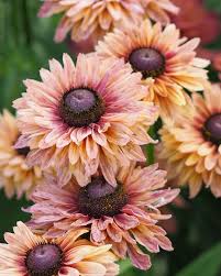 Image result for Sonnenhut