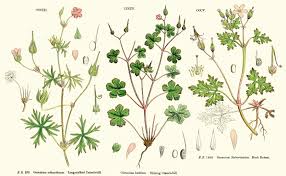 Attēlu rezultāti vaicājumam “Geraniaceae”