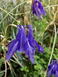 Image result for Aquilegia vulgaris