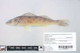 Image result for Sander vitreus