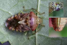 Attēlu rezultāti vaicājumam “Elasmucha grisea imago”