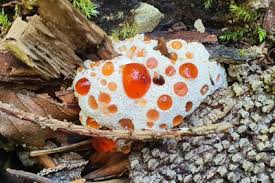 Attēlu rezultāti vaicājumam “Abortiporus biennis”