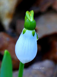 Attēlu rezultāti vaicājumam “Galanthus nivalis bud”