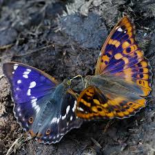 Attēlu rezultāti vaicājumam “Apatura ilia”