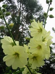 Image result for Alcea rugosa
