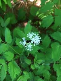 Attēlu rezultāti vaicājumam “Actaea spicata flower”