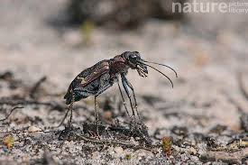 Attēlu rezultāti vaicājumam “Cicindela sylvatica”