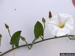 Attēlu rezultāti vaicājumam “Convolvulus arvensis”